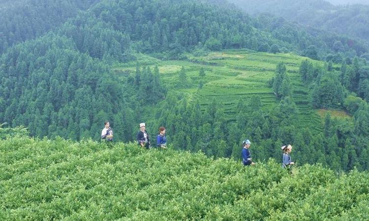 头春头采分不清？明前雨前哪个好？
