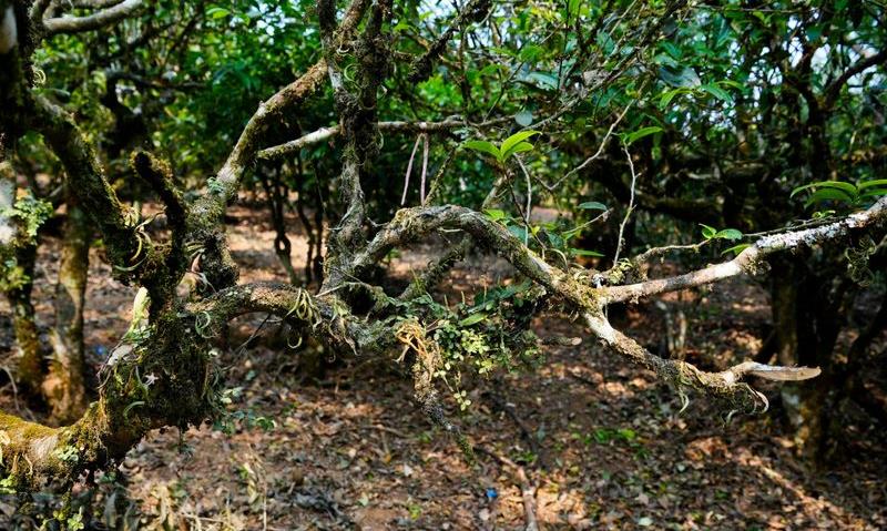 经常喝茶，你对茶树了解么？