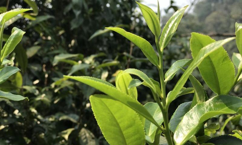 十大普洱熟茶品牌
