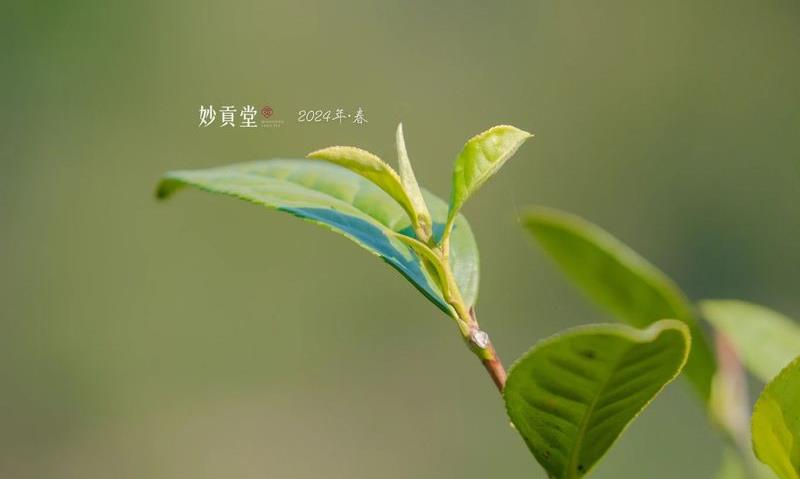 五十年一遇?2024年银针到底还有什么惊喜是我们不知道的!