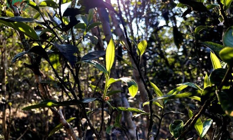 上新了!茶山·第十一站,一叶知春大雪山,普洱明珠看磨烈