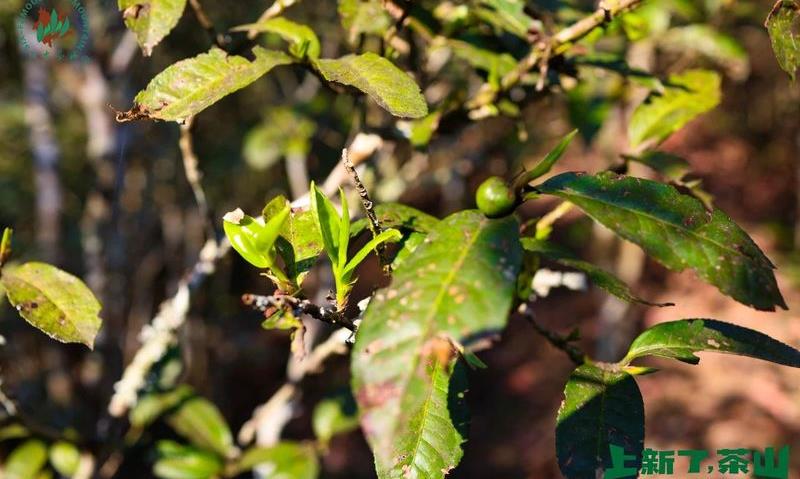 上新了!茶山·第十四站 , 百年俊昌号发源地-鲁史古镇,六大茶山有机原料基地-岔河