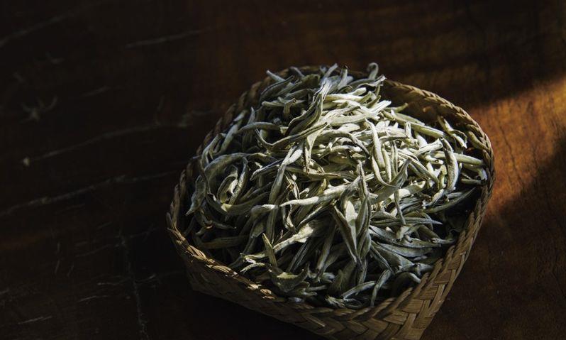 大叶种白茶的时光之魅
