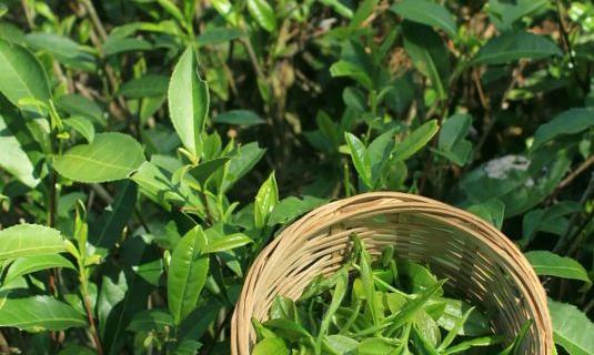 世界睡眠日，喝茶易失眠？