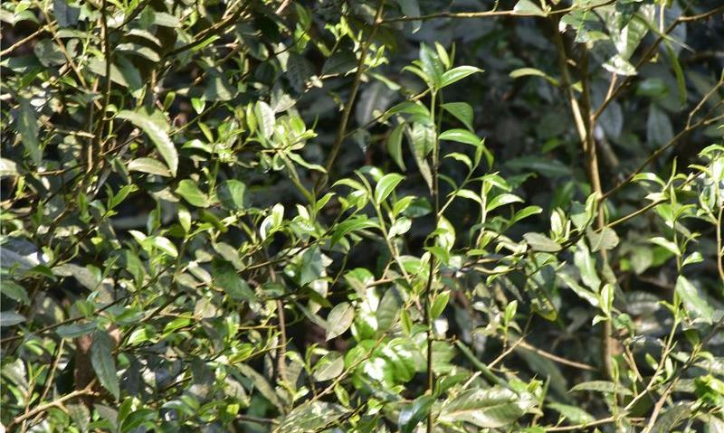 这才是“追”普洱春茶的正确方式！