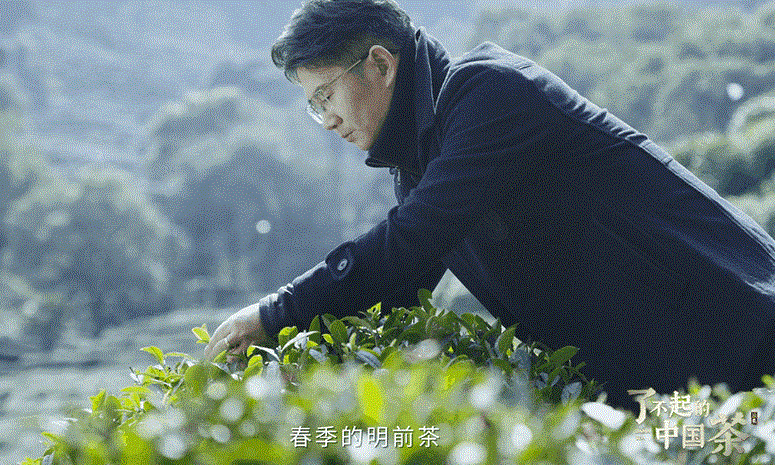 醒春争“鲜”!狮峰山龙井焕活千年文化