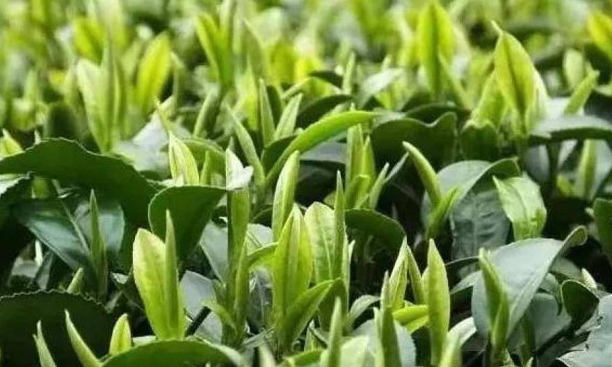“追”春茶的正确方式