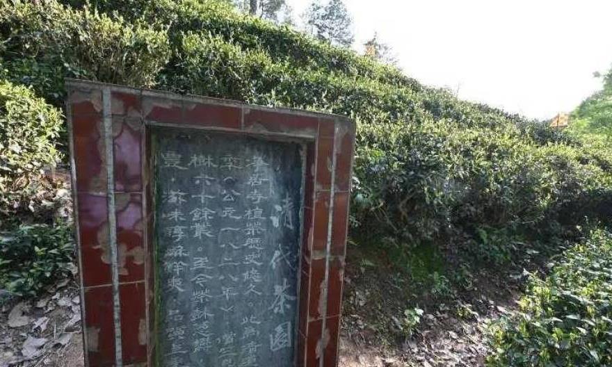 信阳毛尖——绿茶之王