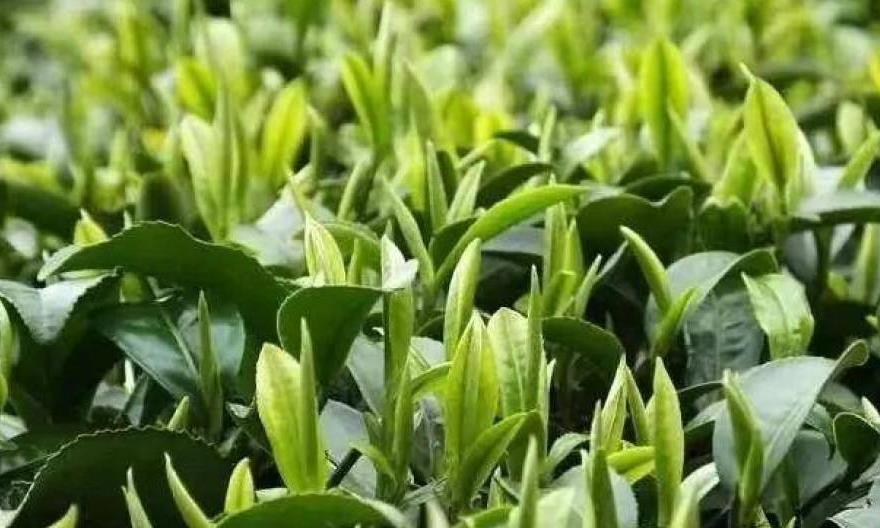 茶叶采摘标准可以分为哪几种？