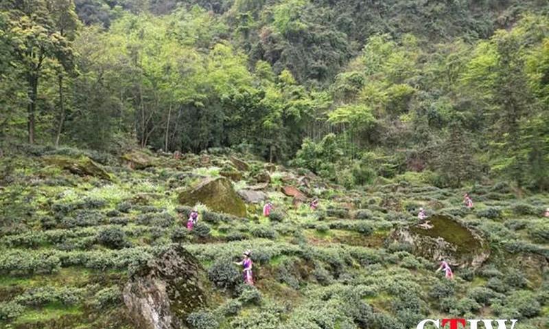 “瓦屋春雪”再上新 洪雅茶产业加速崛起