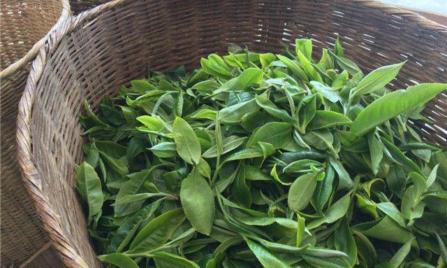 云南春茶什么时候采摘