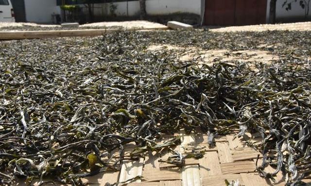 普洱茶：“头春”与“二春”的区别！