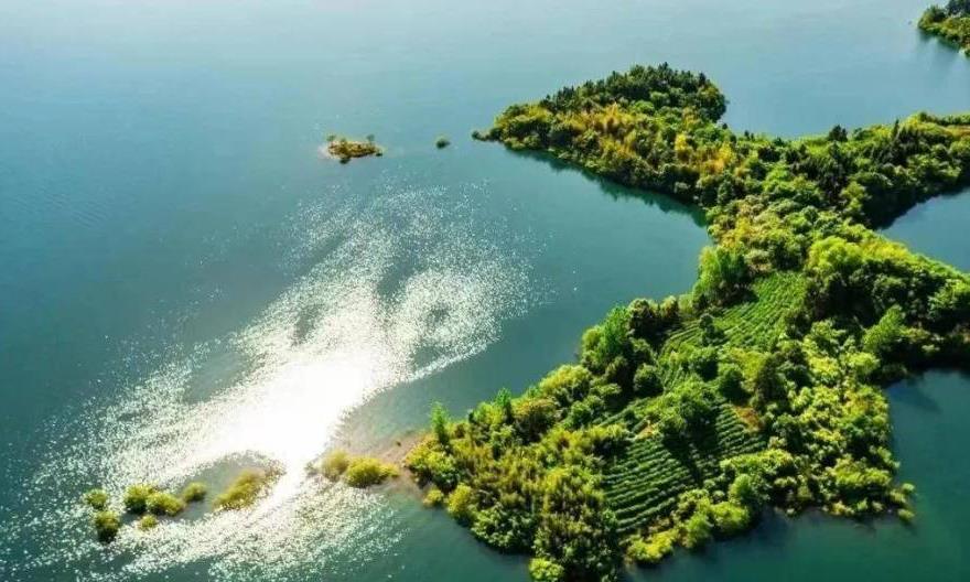 名茶简介——六安瓜片