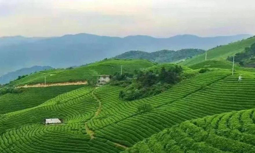 六安茶的文化传说