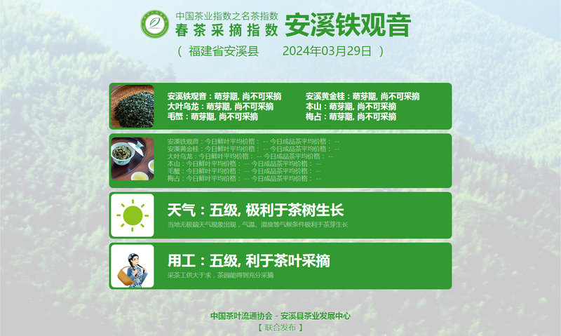 2024春茶季，信阳毛尖正式开采