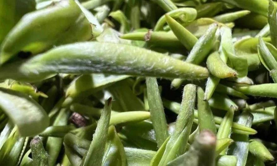 茶毫是什么？可以喝吗？