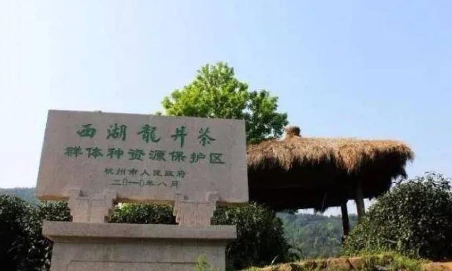 群体种、43号、乌牛早……真假西湖龙井别再傻傻分不清了