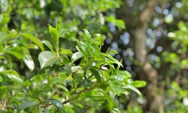 “明前茶，贵如金”，明前茶好在哪？看完你就懂了！