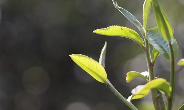 普洱春茶为什么口感好喝