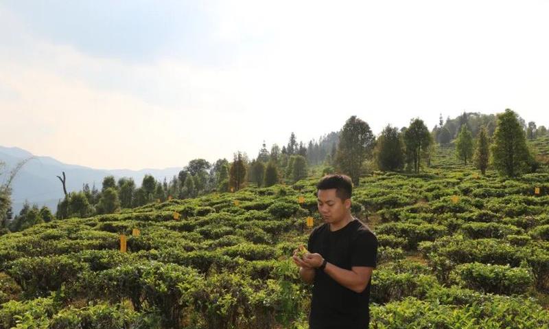 陶俊良:茶山上的“追梦人”