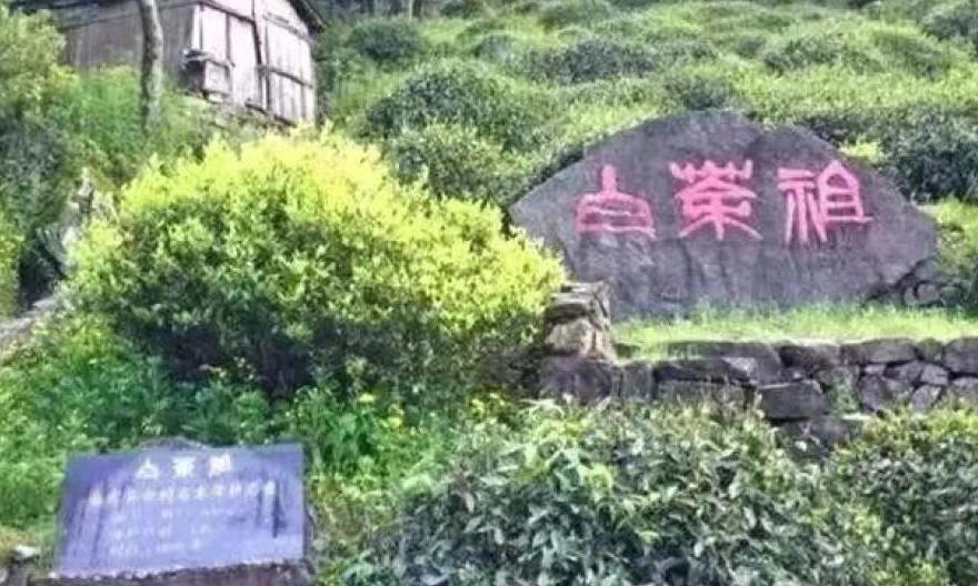 安吉白茶是什么茶