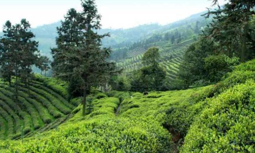 如何辨识恩施玉露的好坏？从蒸青绿茶说起