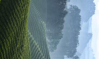 央视新闻：原来，这就是春茶中的极品啊