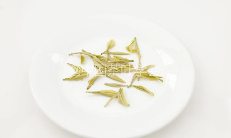 每周识茶：鲜的味道我知道！聊一聊茶叶的白化与黄化①