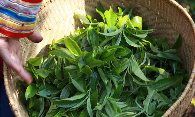明前普洱茶的特点