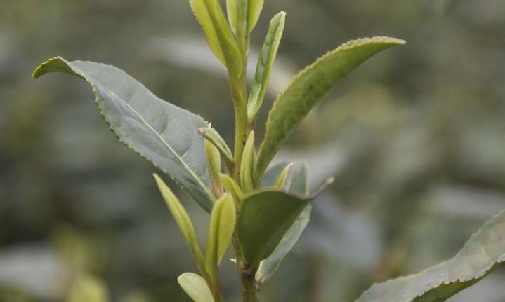 茶客口中的‘龙井43’是什么？为什么不是42或44？