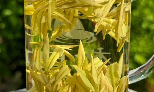 黄金芽和安吉白茶的区别有哪些？