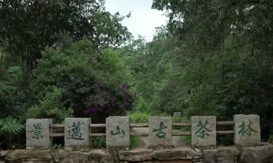 云南省委书记王宁:云南省茶产业综合产值已达1500亿