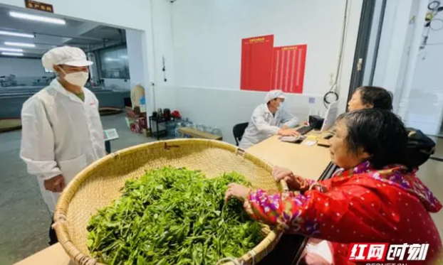 90后非遗传承人蓝利丽的坚守制茶路