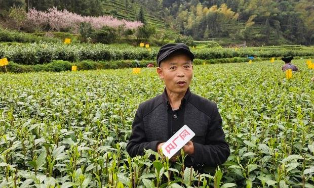 一对好夫妻:精心种植一两黄金一两茶走出一条康庄大道