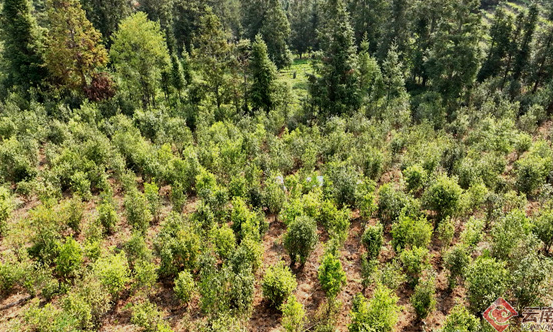 玉溪元江:“茶二代”回乡创业 “老茶山”焕发新活力