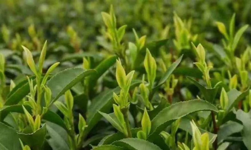 茶有48个小妙用，收藏起来方便应对特殊情况