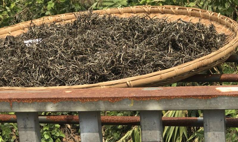 普洱春茶的品质