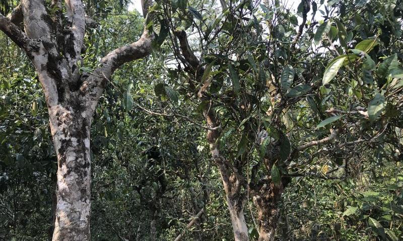 普洱春茶古树茶特点
