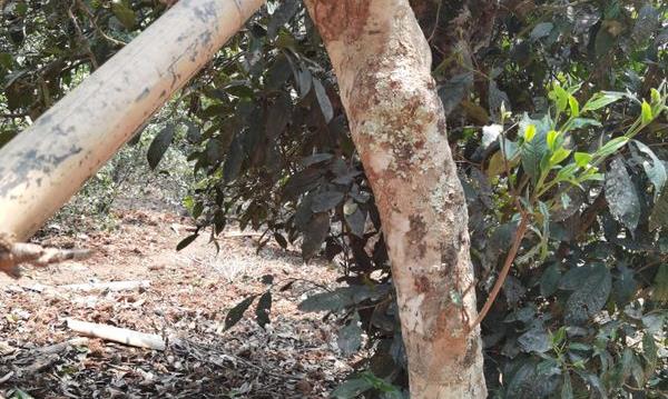 普洱春茶如何避雷？