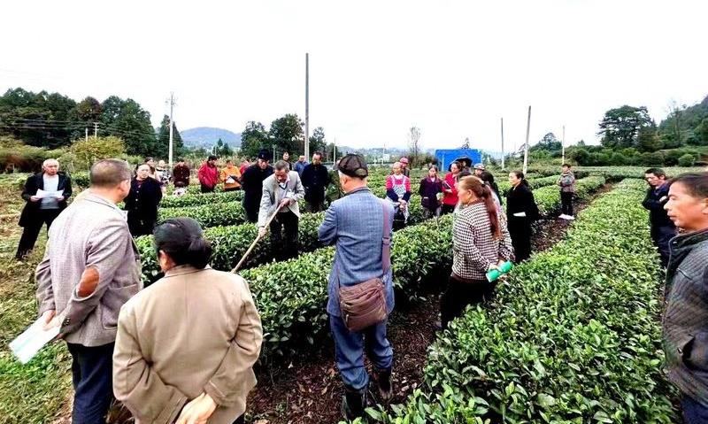 湄潭孙先勇,一个“耗”在茶上的人