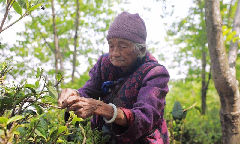采茶劳模李翠兰