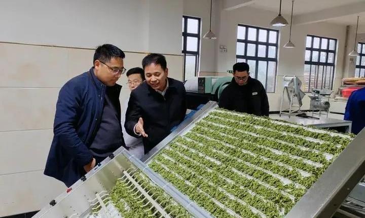 中国茶科所科技特派员邓余良,一片“匠心”为“龙顶”