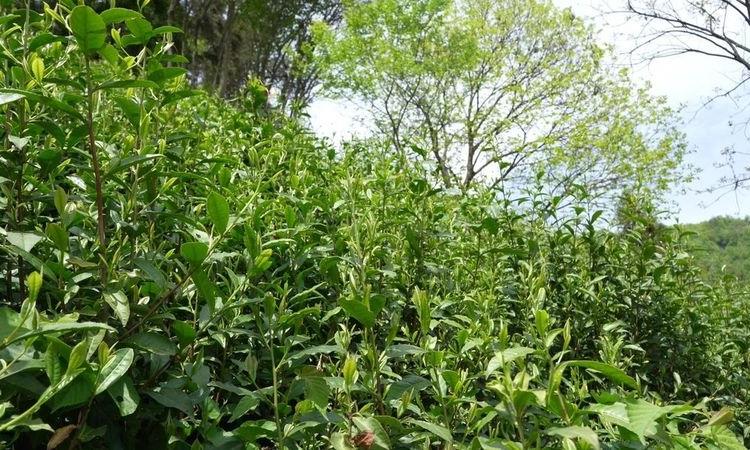 邓庆丽:从“茶小白”到“茶行家”!