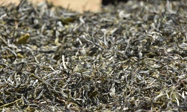 古树春茶价格昂贵的原因