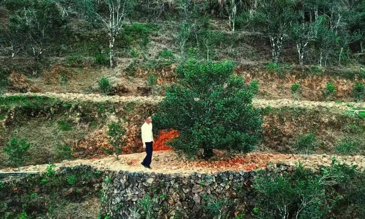 一树一故事，传奇凤凰单丛茶母树大盘点