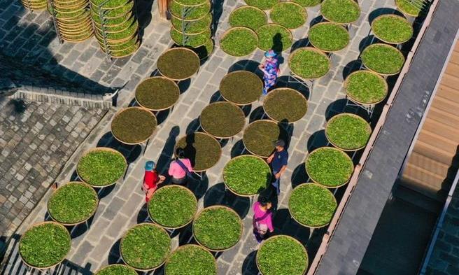 仙贡:景迈女茶人 兴茶致富“领头雁”