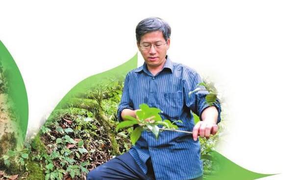 西南林业大学教授蓝增全 成为古茶树的老朋友