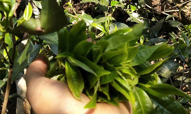 易武刮风寨古树茶特点