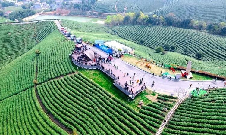 10省一线调研：春茶价格下降、市场疲软