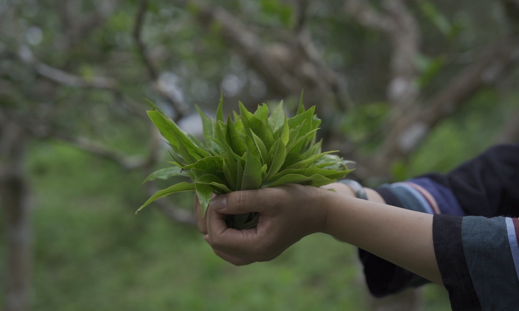 关于古树茶的三个冷知识，你知道吗？